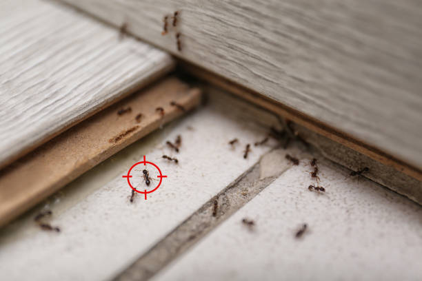 Best Best Pest Control Companies  in Port Edwards, WI