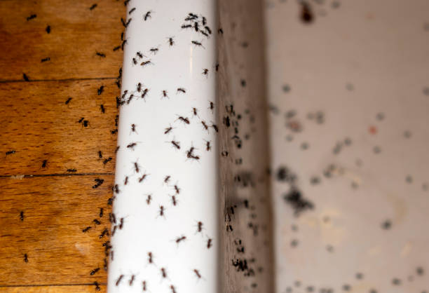 Best Rat Extermination Near Me  in Port Edwards, WI